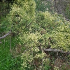 Clematis leptophylla (Small-leaf Clematis, Old Man's Beard) at Watson, ACT - 8 Sep 2022 by HappyWanderer