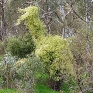 Clematis leptophylla at Watson, ACT - 8 Sep 2022