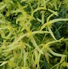 Clematis leptophylla at Watson, ACT - 8 Sep 2022