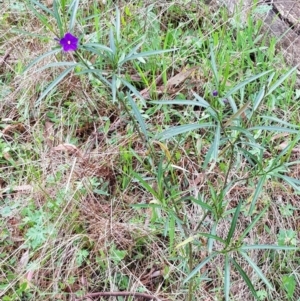 Solanum linearifolium at Hackett, ACT - 8 Sep 2022