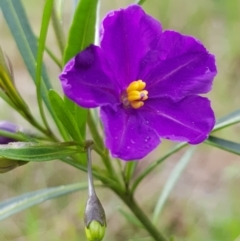 Solanum linearifolium at Hackett, ACT - 8 Sep 2022