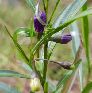 Solanum linearifolium at Hackett, ACT - 8 Sep 2022