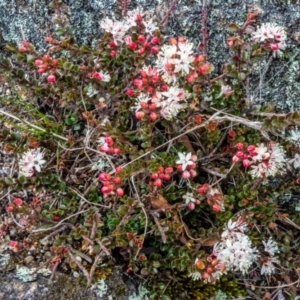 Leionema lamprophyllum subsp. obovatum at Tennent, ACT - 7 Sep 2022