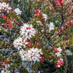 Leionema lamprophyllum subsp. obovatum at Tennent, ACT - 7 Sep 2022