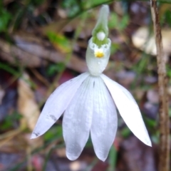 Caladenia catenata (White Fingers) at Stroud, NSW - 3 Sep 2022 by MaartjeSevenster