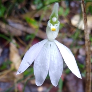 Caladenia catenata at Stroud, NSW - suppressed