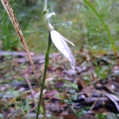 Caladenia catenata at Stroud, NSW - 3 Sep 2022