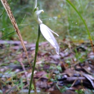 Caladenia catenata at Stroud, NSW - suppressed