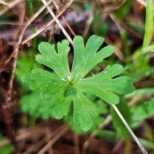 Geranium sp. at Hackett, ACT - 8 Sep 2022 10:30 AM