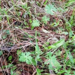 Geranium sp. at Hackett, ACT - 8 Sep 2022 10:30 AM