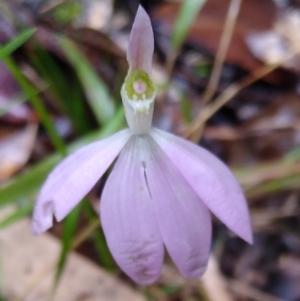 Caladenia catenata at Stroud, NSW - 3 Sep 2022