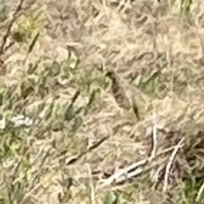 Synoicus ypsilophorus (Brown Quail) at Curtin, ACT - 7 Sep 2022 by RAllen