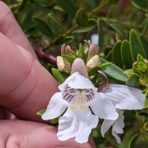 Prostanthera striatiflora at Silverton, NSW - 1 Sep 2022 10:34 AM