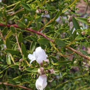 Prostanthera striatiflora at Silverton, NSW - 1 Sep 2022 10:34 AM