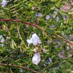 Prostanthera striatiflora at Silverton, NSW - 1 Sep 2022