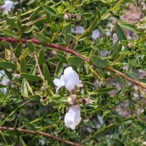 Prostanthera striatiflora at Silverton, NSW - 1 Sep 2022 10:34 AM