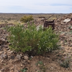 Prostanthera striatiflora at Silverton, NSW - 1 Sep 2022 10:34 AM