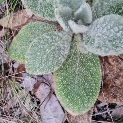 Verbascum thapsus subsp. thapsus (Great Mullein, Aaron's Rod) at Isaacs, ACT - 8 Sep 2022 by Mike