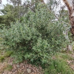 Olea europaea subsp. cuspidata (African Olive) at Isaacs, ACT - 8 Sep 2022 by Mike