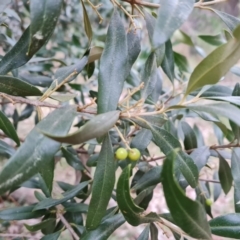 Olea europaea subsp. cuspidata at Isaacs, ACT - 8 Sep 2022