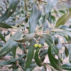 Olea europaea subsp. cuspidata at Isaacs, ACT - 8 Sep 2022