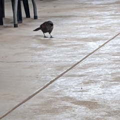 Struthidea cinerea at Silverton, NSW - 1 Sep 2022 01:12 PM