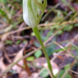 Pterostylis curta at Stroud, NSW - 3 Sep 2022