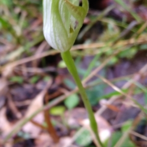Pterostylis curta (Blunt Greenhood) at suppressed by MaartjeSevenster