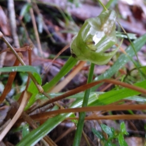 Pterostylis curta at Stroud, NSW - suppressed