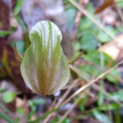 Pterostylis curta at Stroud, NSW - suppressed