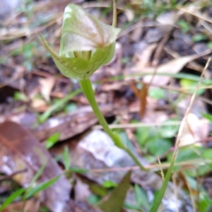 Pterostylis curta at Stroud, NSW - 3 Sep 2022