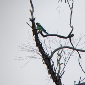 Barnardius zonarius at Silverton, NSW - 1 Sep 2022 02:46 PM