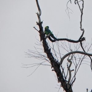 Barnardius zonarius at Silverton, NSW - 1 Sep 2022 02:46 PM