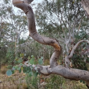 Eucalyptus polyanthemos at Isaacs Ridge - 8 Sep 2022