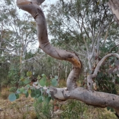 Eucalyptus polyanthemos (Red Box) at Isaacs, ACT - 8 Sep 2022 by Mike