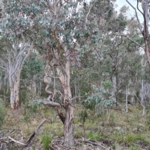 Eucalyptus polyanthemos at Isaacs, ACT - 8 Sep 2022