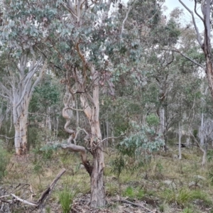 Eucalyptus polyanthemos at Isaacs Ridge - 8 Sep 2022 04:33 PM