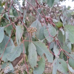 Eucalyptus polyanthemos at Isaacs Ridge - 8 Sep 2022 04:33 PM