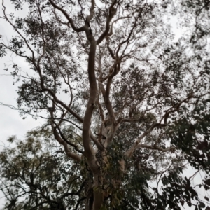 Eucalyptus polyanthemos at Isaacs Ridge - 8 Sep 2022 04:33 PM