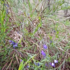 Stypandra glauca (Nodding Blue Lily) at Hackett, ACT - 8 Sep 2022 by HappyWanderer