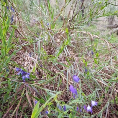 Stypandra glauca (Nodding Blue Lily) at Mount Majura - 8 Sep 2022 by HappyWanderer