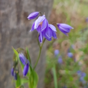 Stypandra glauca at Hackett, ACT - 8 Sep 2022