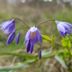 Stypandra glauca at Hackett, ACT - 8 Sep 2022