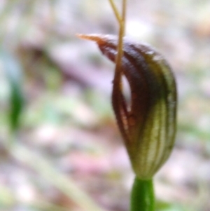 Pterostylis erecta at Stroud, NSW - suppressed