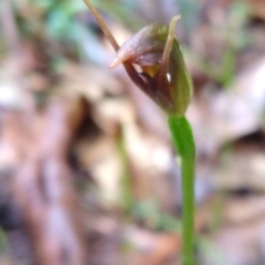 Pterostylis erecta at suppressed - 3 Sep 2022