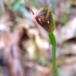 Pterostylis erecta at Stroud, NSW - suppressed