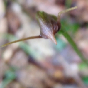 Pterostylis erecta at Stroud, NSW - suppressed
