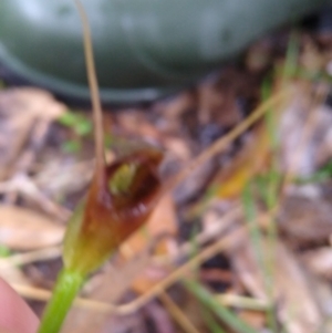 Pterostylis erecta at Stroud, NSW - suppressed