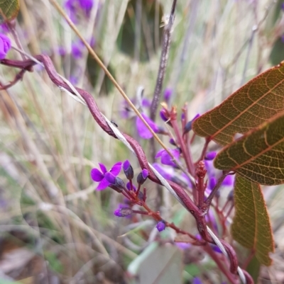 Hardenbergia violacea (False Sarsaparilla) at Mount Majura - 8 Sep 2022 by HappyWanderer