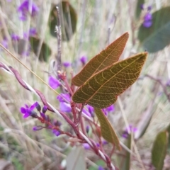 Hardenbergia violacea at Hackett, ACT - 8 Sep 2022
